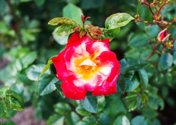 Bahçede kırmızı güller açar. — Stok fotoğraf