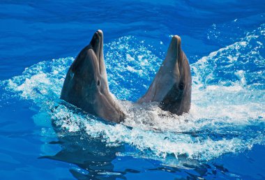 Two dolphins dancing in water. clipart