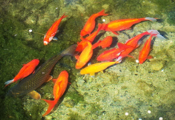 Un montón de peces koi coloridos en el estanque . — Foto de Stock