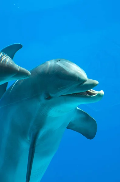 Närbild av dolphin's huvud. — Stockfoto