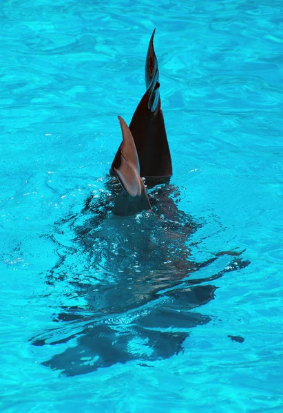 Дельфины машут хвостом в чистом синем море . — стоковое фото