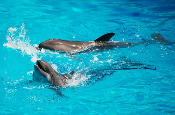 Dolphins having fun. Place for text. — Stock Photo, Image
