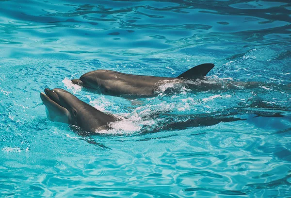 Delfines divirtiéndose. Lugar para el texto . — Foto de Stock