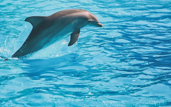 Delphin schwimmt im Wasser. Platz für Text. — Stockfoto