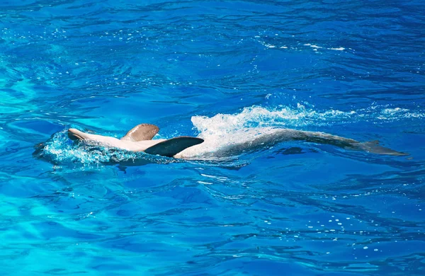 Delphin schwimmt wunderschön auf dem Rücken. — Stockfoto