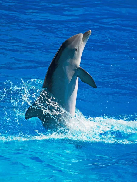 Dolphin har roligt i klarblått hav. Plats för text. — Stockfoto
