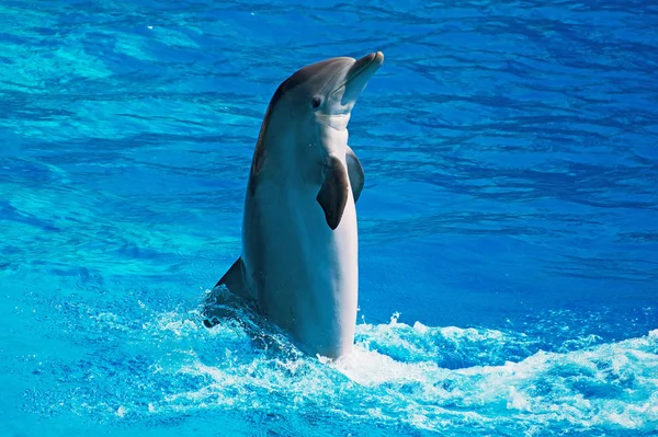 Dolphin har roligt i klarblått hav. Plats för text. — Stockfoto