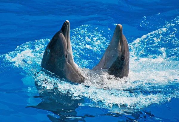 Dos delfines bailando en el agua . —  Fotos de Stock