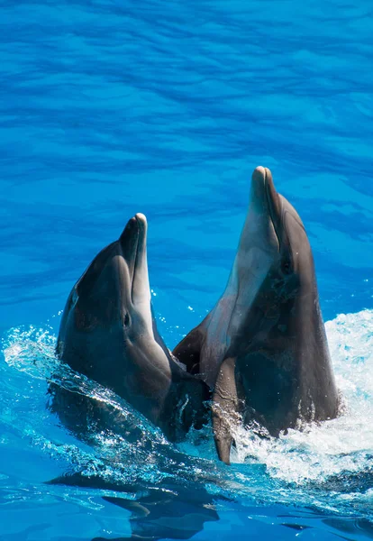 Two dolphins dancing in water. Place for text. — Stock Photo, Image