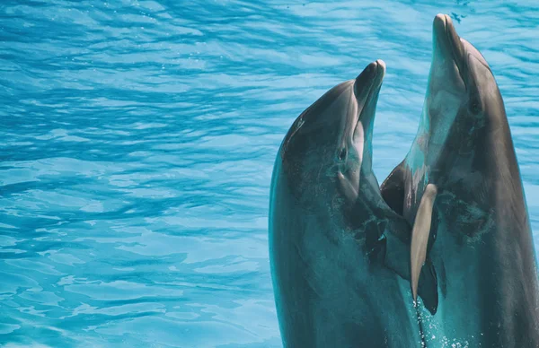 Zwei Delfine, die im Wasser tanzen. Platz für Text. — Stockfoto