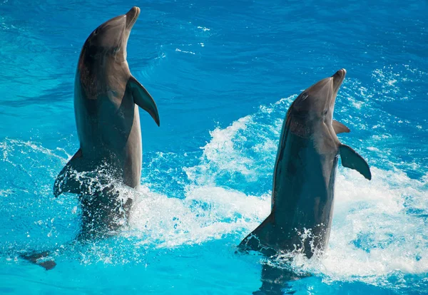 Dos delfines bailando en el agua . — Foto de Stock