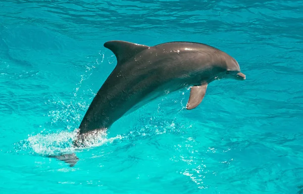 Дельфин плавает в воде. Место для текста . — стоковое фото