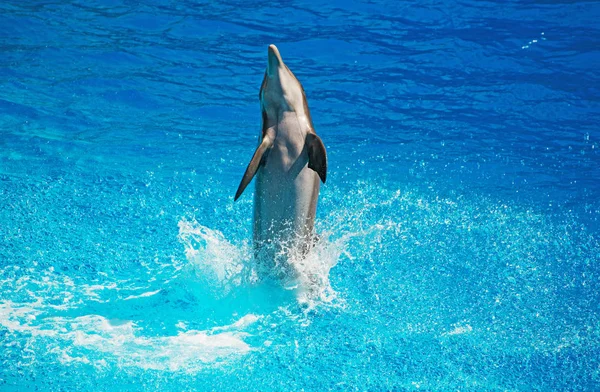 Golfinho se divertindo em mar azul claro. Lugar para texto . — Fotografia de Stock