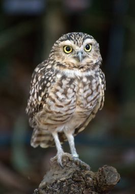 Kukumav portresi. Athene noctua.