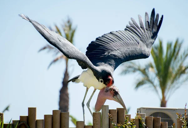 Wütender Marabou-Storch auf dem Zaun. — Stockfoto