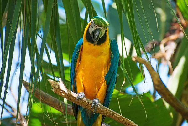 Porträt eines bunten Papageien auf dem Baum. — Stockfoto