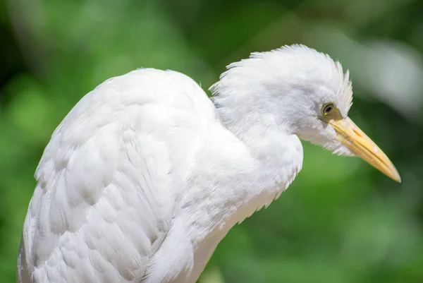 Porträt eines Seidenreihers. egretta garzetta. — Stockfoto