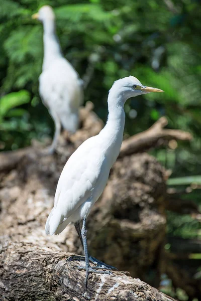 Portret van twee kleine zilverreigers. Egretta garzetta. — Stockfoto