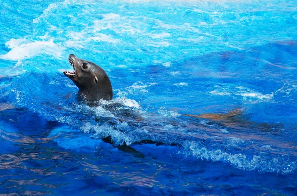 Pelliccia Seal nuotare nel parco nazionale . — Foto Stock