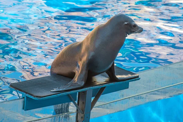 Auftritt mit einer Robbe im Aquarium. — Stockfoto