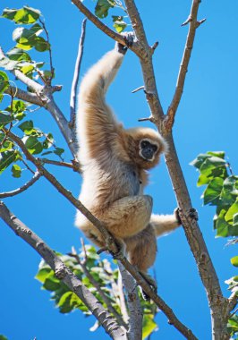 Lar jibon ağaç. Hylobates lar.