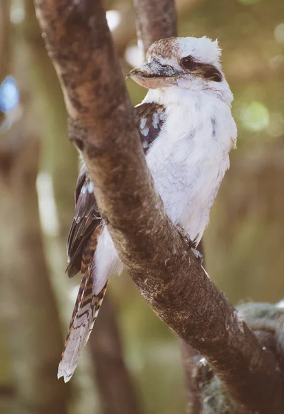 Close-up πορτρέτο του γέλιου kookaburra. — Φωτογραφία Αρχείου