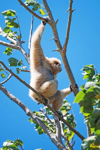 Ein Gibbon auf dem Baum. Hylobate. — Stockfoto