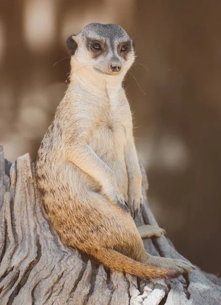 Retrato de suricata curiosa. Suricata suricatta . — Foto de Stock