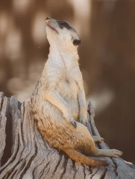 Πορτραίτο του περίεργος meerkat. Suricata suricatta. — Φωτογραφία Αρχείου