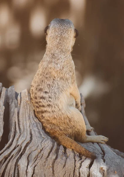 Portrait of meerkat. Suricata suricatta. — Stock Photo, Image