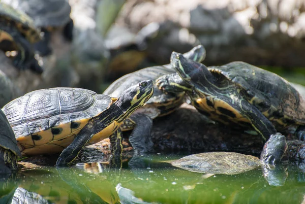 Massa sköldpaddor sola på en logg. — Stockfoto