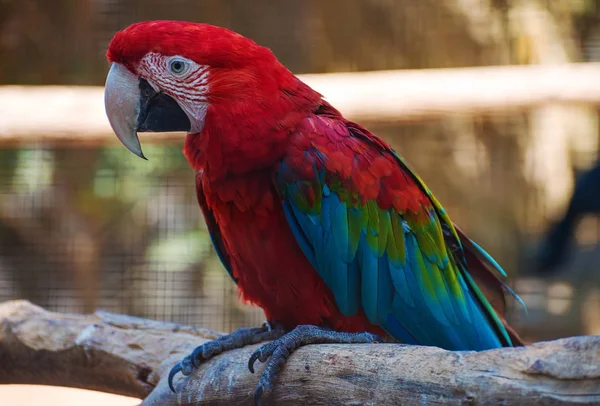 Portrait of colorful Ara parrot on the tree. — Stock Photo, Image