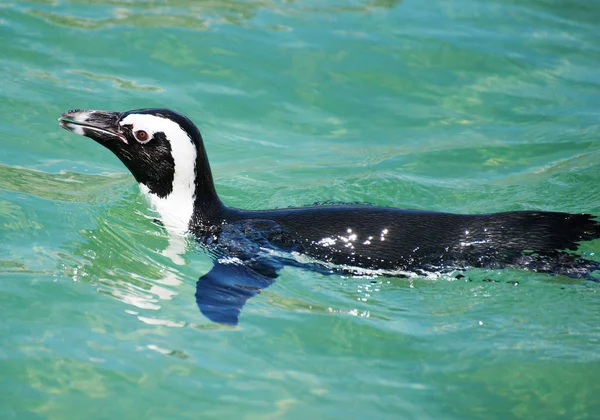 Afrikanischer Pinguin schwimmt im Nationalpark. — Stockfoto