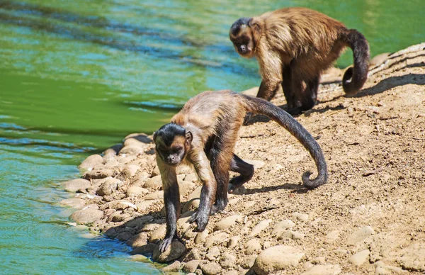 Two monkeys are fishing in the river. — Stock Photo, Image