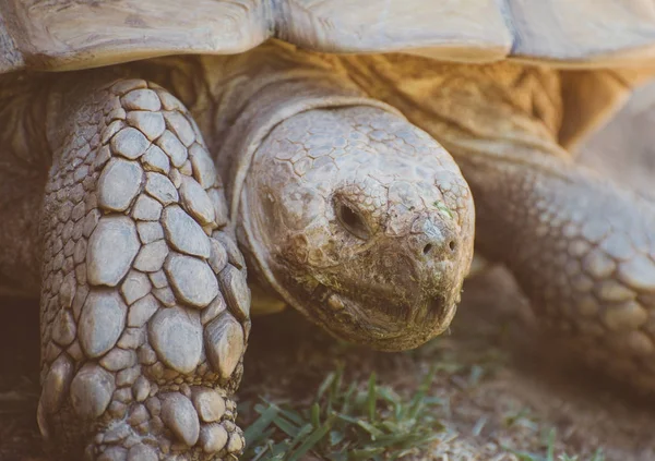 Närbild porträtt av stor sköldpadda. Testudinidae. — Stockfoto