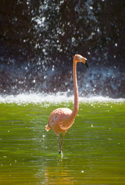 Rosa flamingo i dammen. Phoenicopterus ruber. — Stockfoto