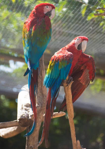 Porträtt av färgglada Ara papegojor på trädet. — Stockfoto