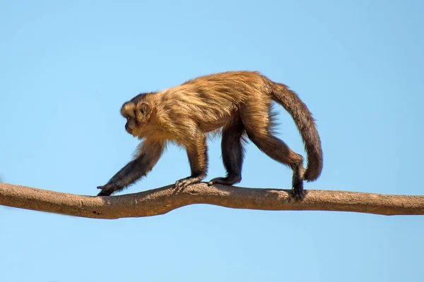 Monkey walking along the tree trunk. Place for text. — Stock Photo, Image