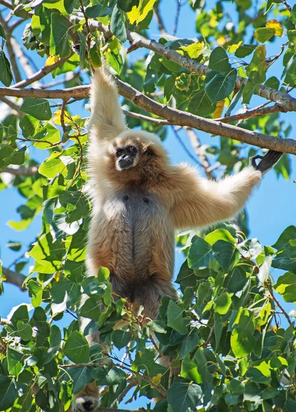 Lar gibbon on the tree. Hylobates lar. — Stock Photo, Image