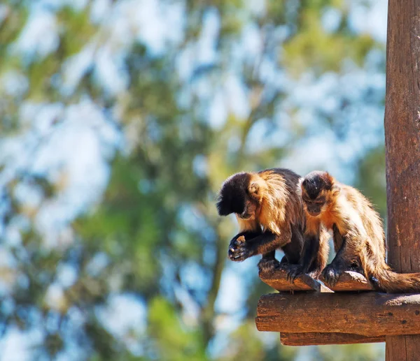 Two monkeys eating at the national park. — Stock Photo, Image