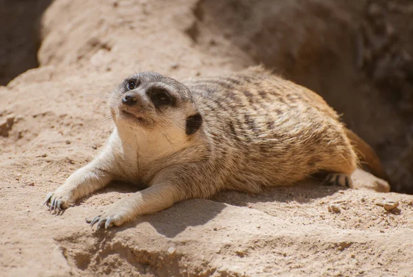 Meerkat descansando ao sol. Suricata suricatta . — Fotografia de Stock