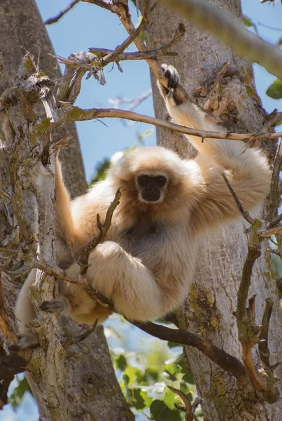 Ein Gibbon auf dem Baum. Hylobate. — Stockfoto