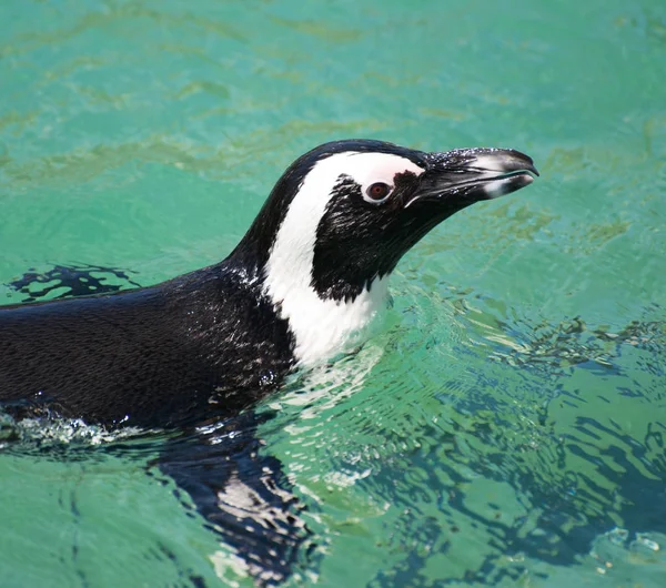 African penguin swimming in national park. — Stock Photo, Image