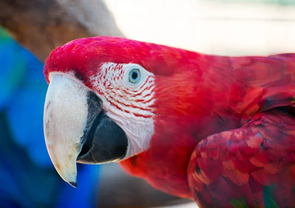 Vue rapprochée du perroquet Ara coloré . — Photo