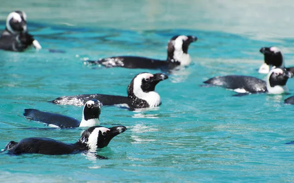 Pinguini africani che nuotano nel parco nazionale . — Foto Stock