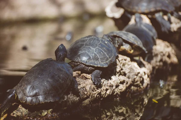 Un sacco di tartarughe prendere il sole su un tronco . — Foto Stock