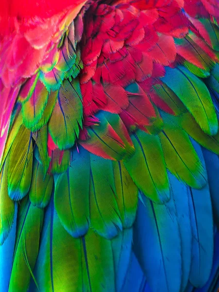 Feathers of colorful Ara parrot. — Stock Photo, Image
