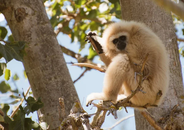 Ein Gibbon auf dem Baum. Hylobate. — Stockfoto