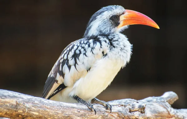Porträt des nördlichen Rotschnabelhornvogels. Tockus erythrorhynchus. — Stockfoto
