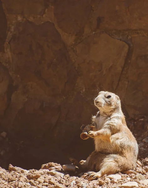 Portrait of Prairie dog. Genus Cynomys. Place for text. — Stock Photo, Image